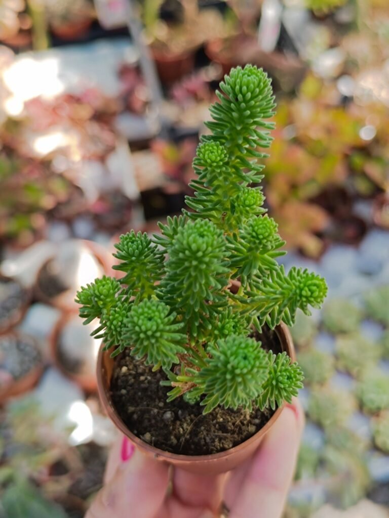 Sedum Multiceps