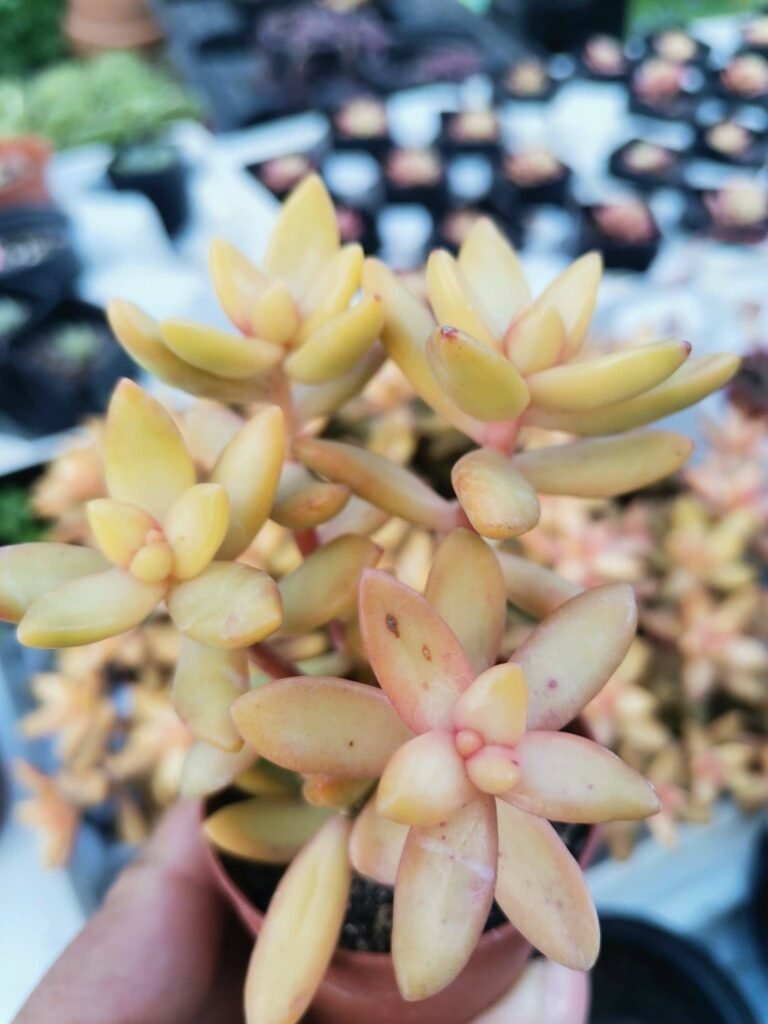Sedum Nussbaumerianum