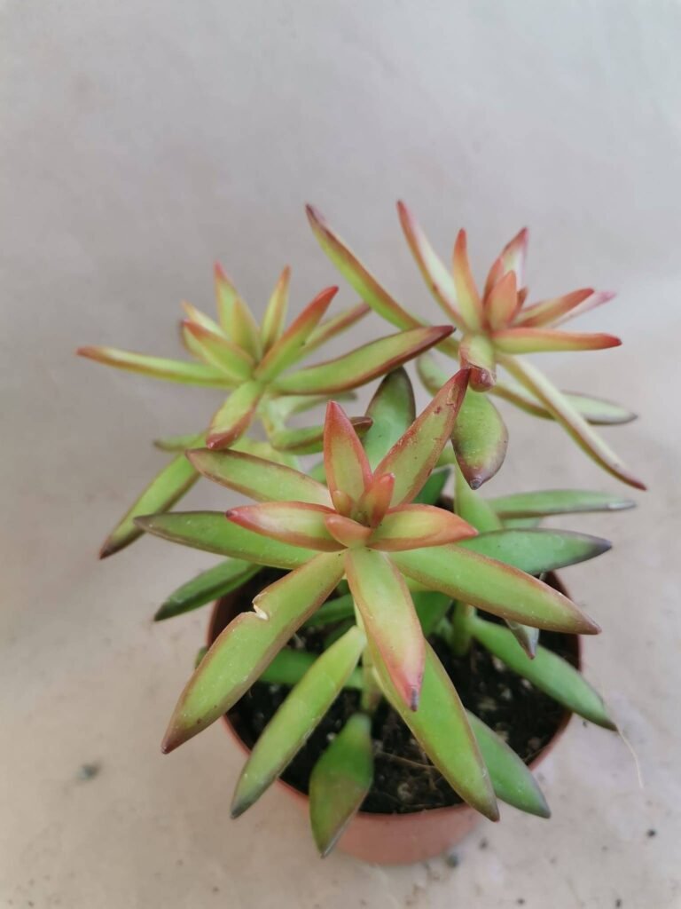 Sedum Nussbaumerianum più rossi