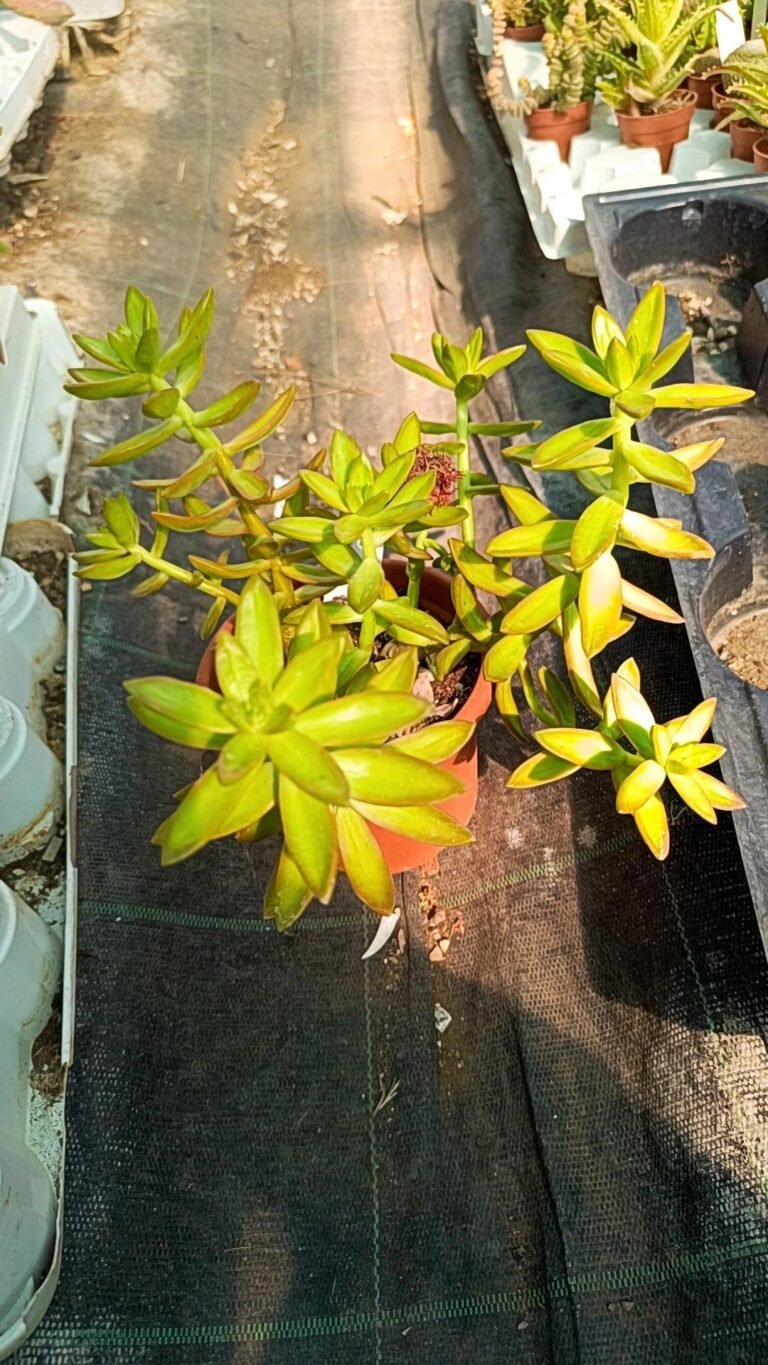 Sedum Nussbaumerianum