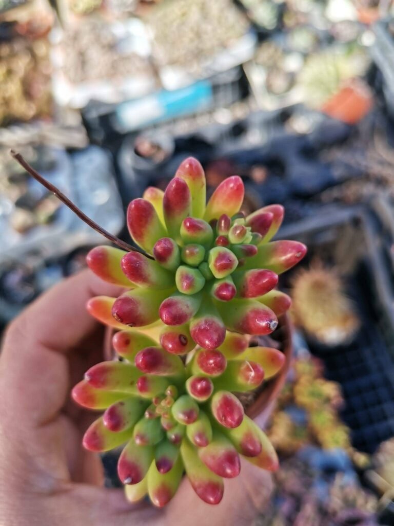 Sedum Pachyphyllum