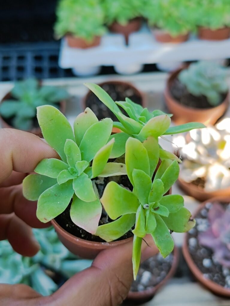 Sedum Palmeri