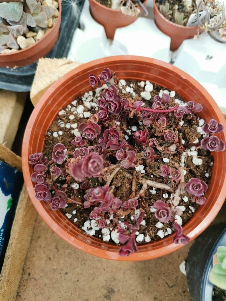 Sedum Red Carpet