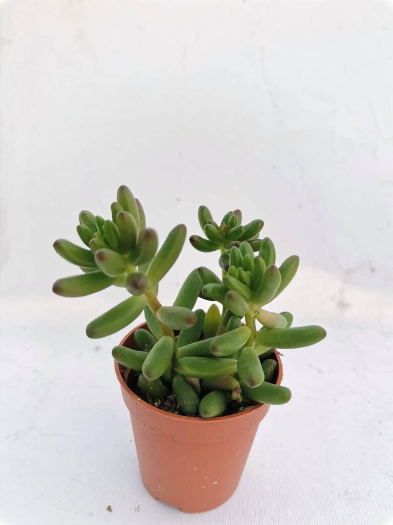 Sedum Rubrotinctum