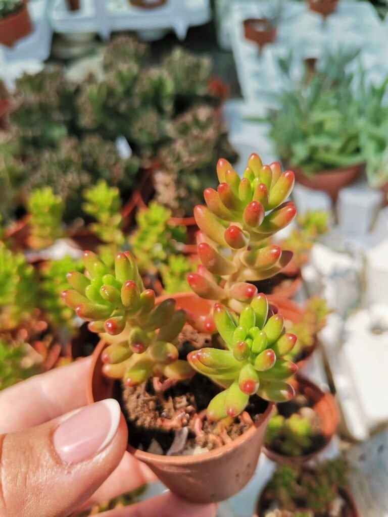 Sedum Rubrotinctum red