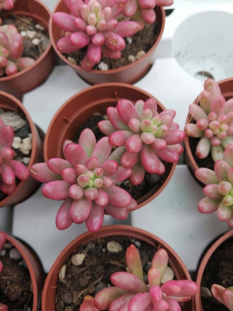 Sedum Rubrotinctum “Aurora” Variegata