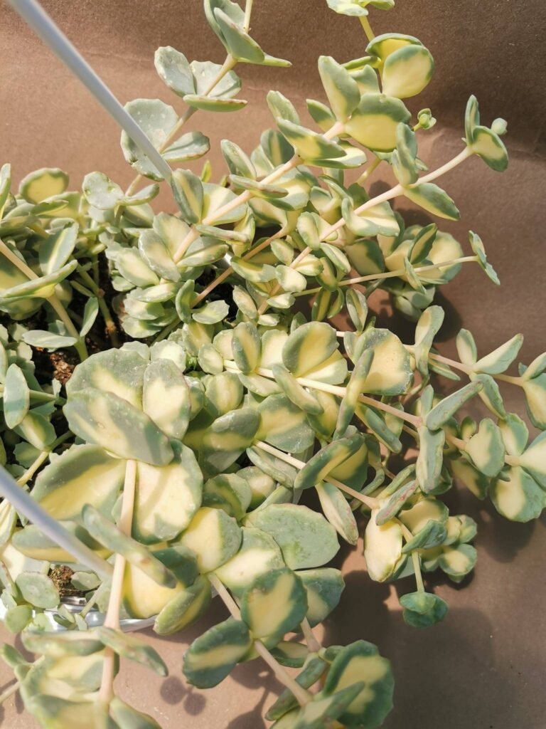 Sedum Sieboldii Variegata o “Teresina” vaso Basket