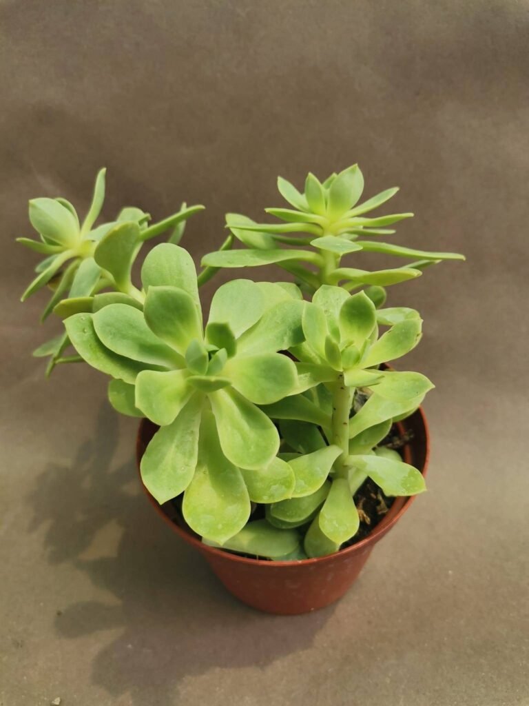Sedum Sp