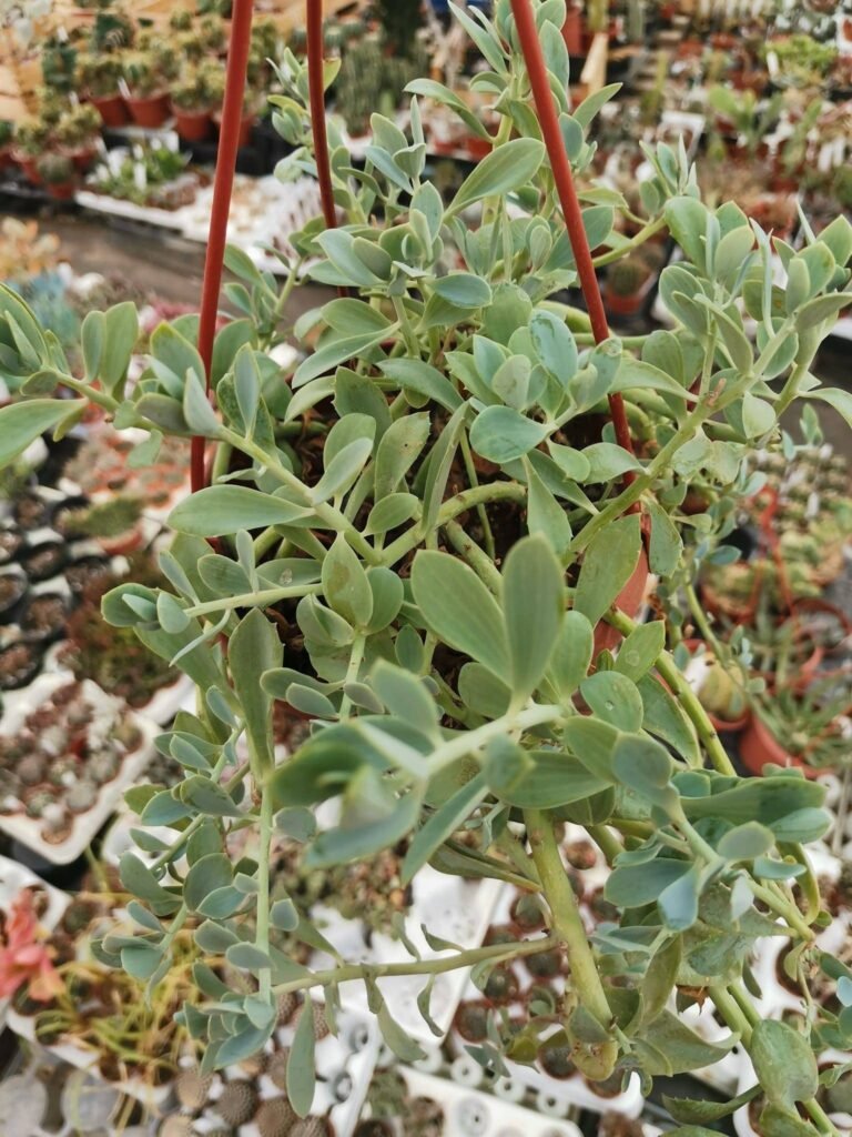 Sedum sp