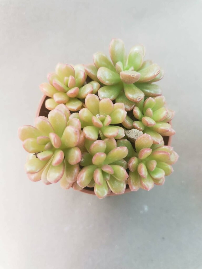 Sedum Sp