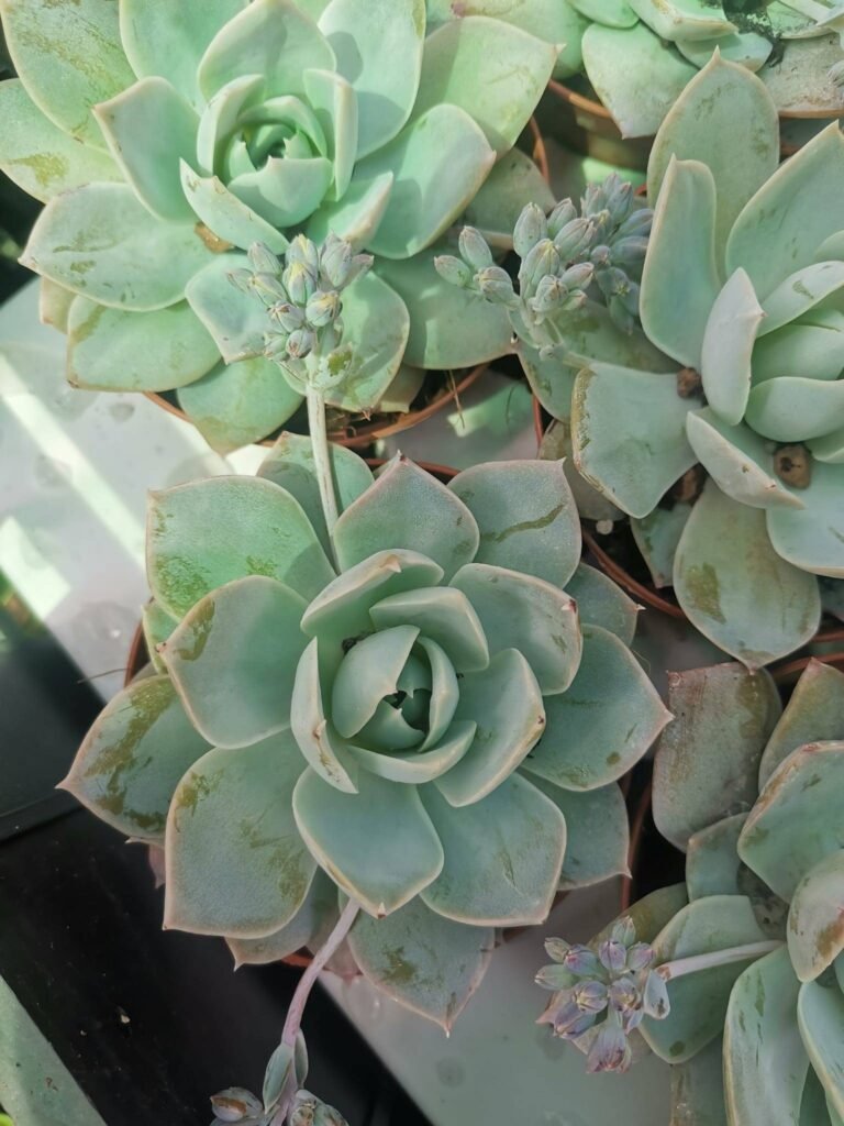 Sedum Suaveolens