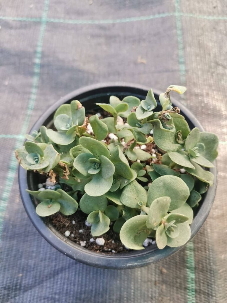 Sedum Tetractinum