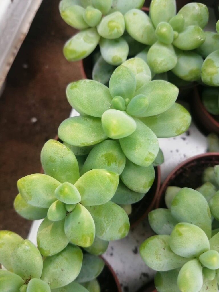 Sedum Treleasei