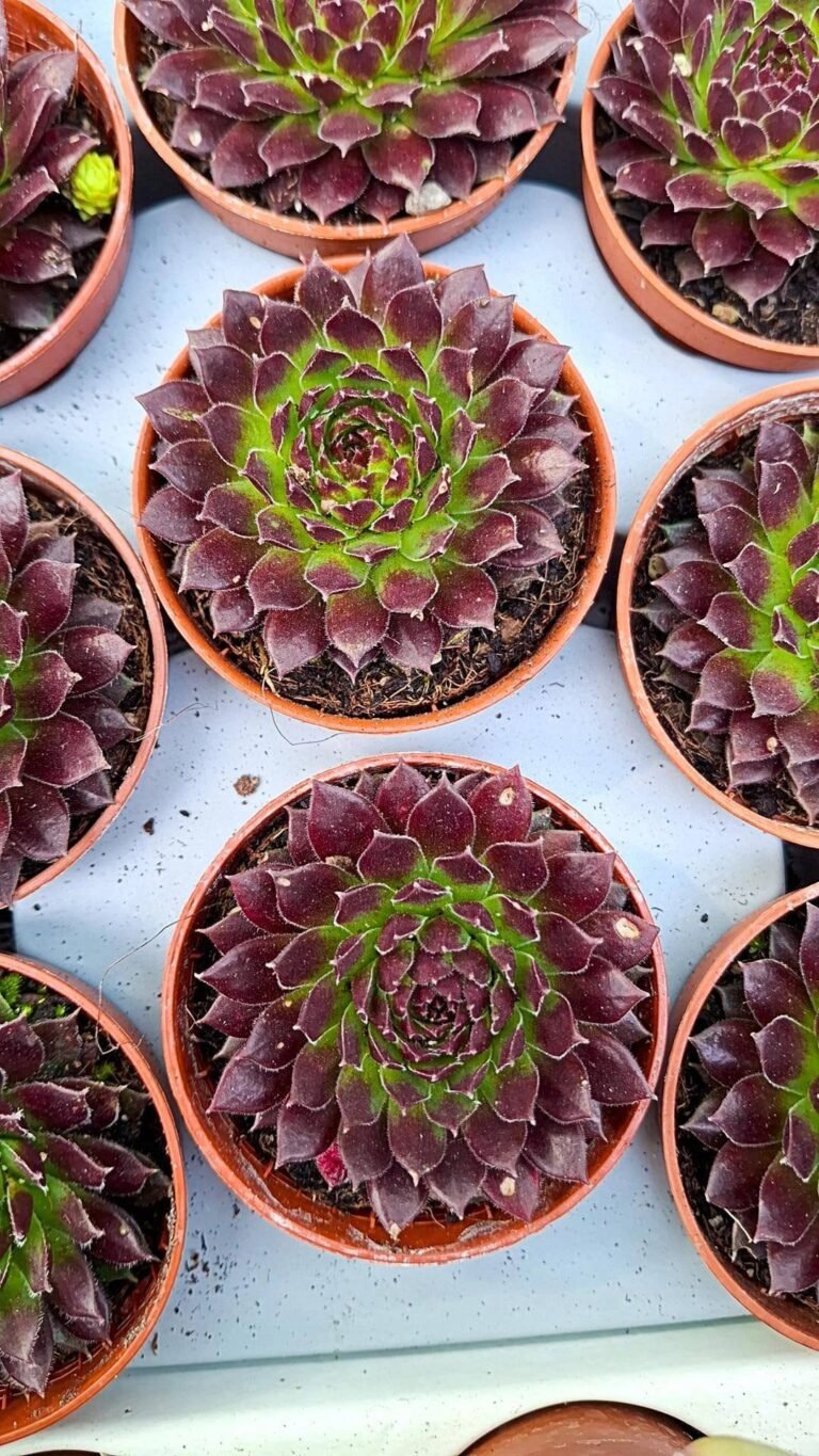 Sempervivum Brown Owl