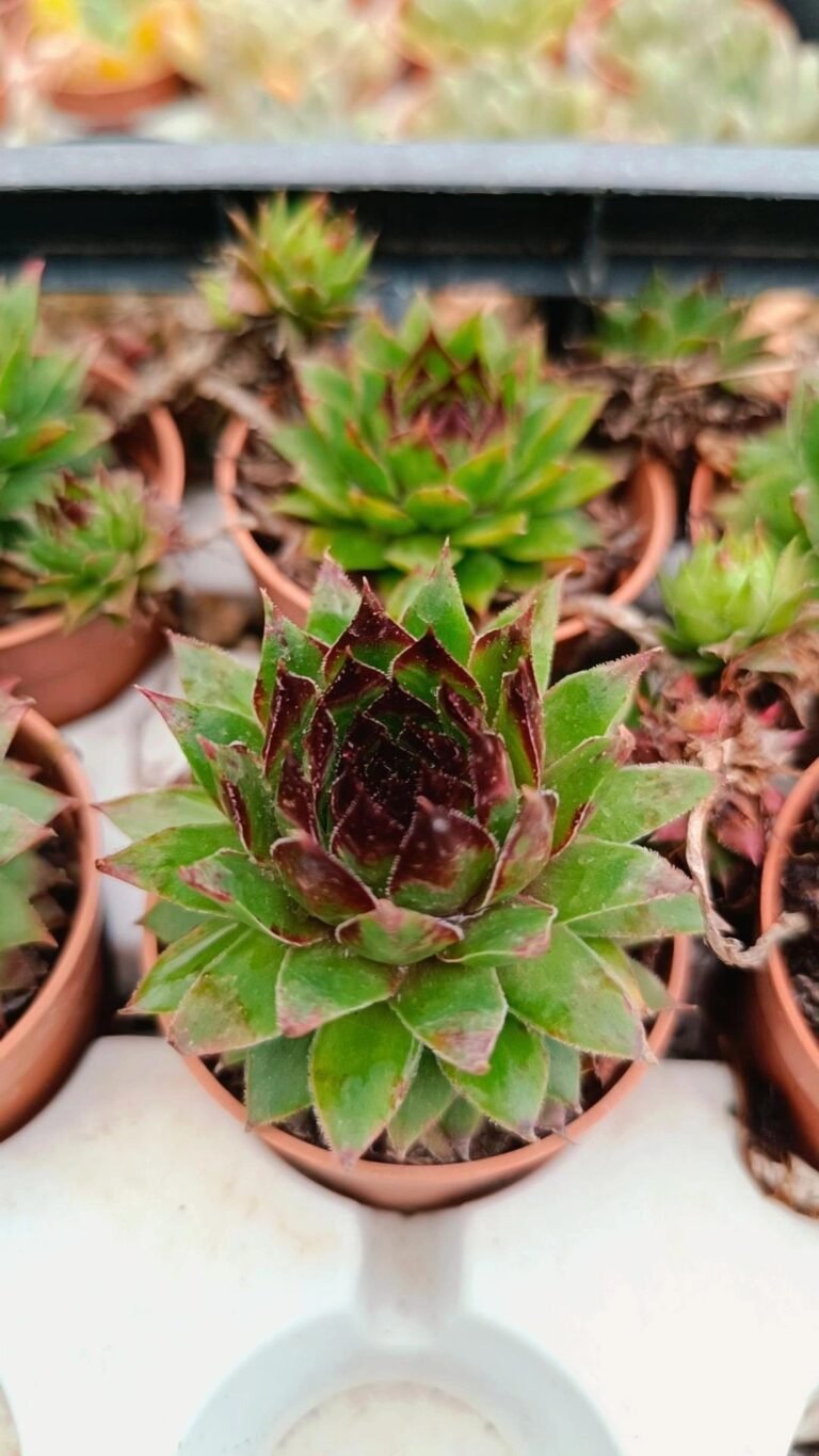 Sempervivum Red beauty