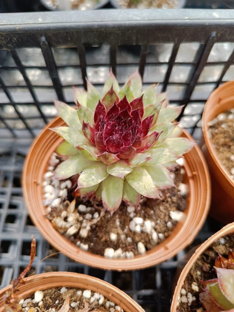 Sempervivum Red beauty