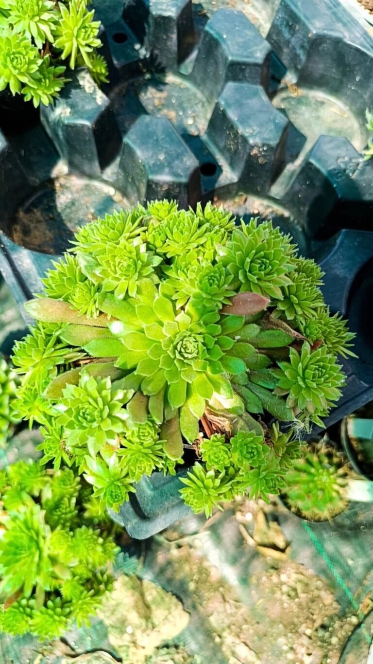 Sempervivum accestiti