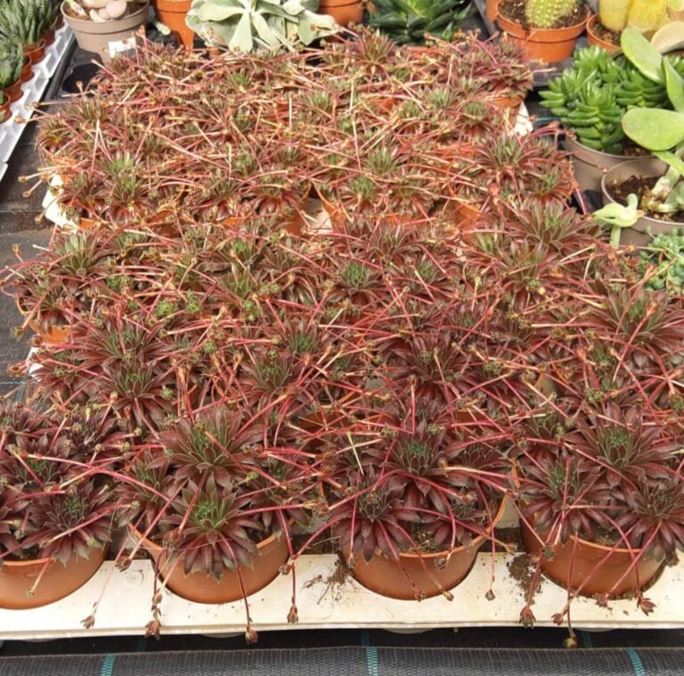 Sempervivum accestiti