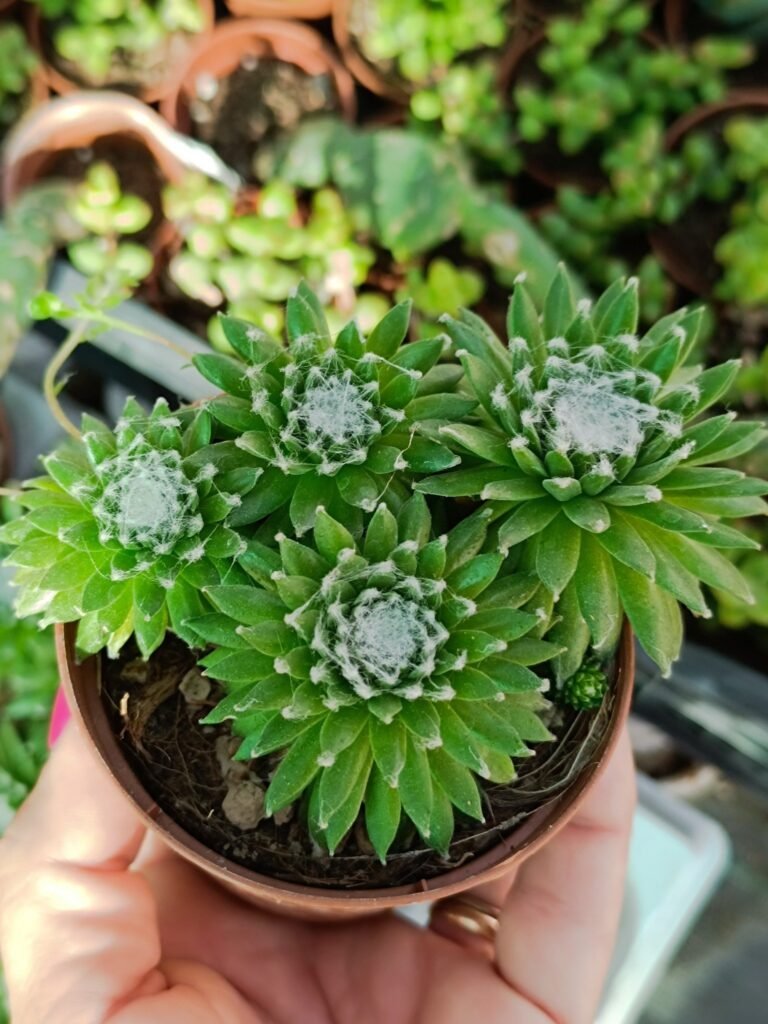 Sempervivum Arachnoideum