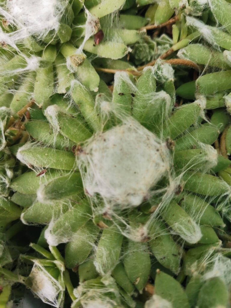 Sempervivum Arachnoideum