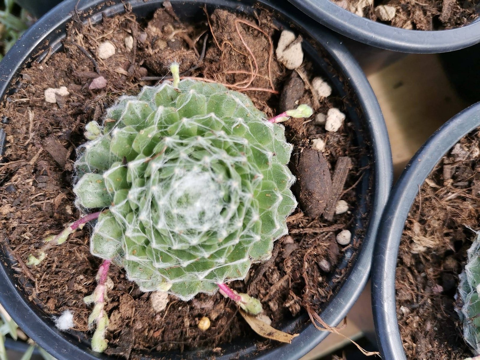 Sempervivum Arachnoideum