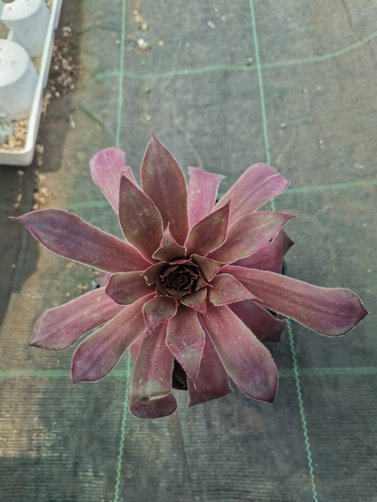 Sempervivum Big Martin