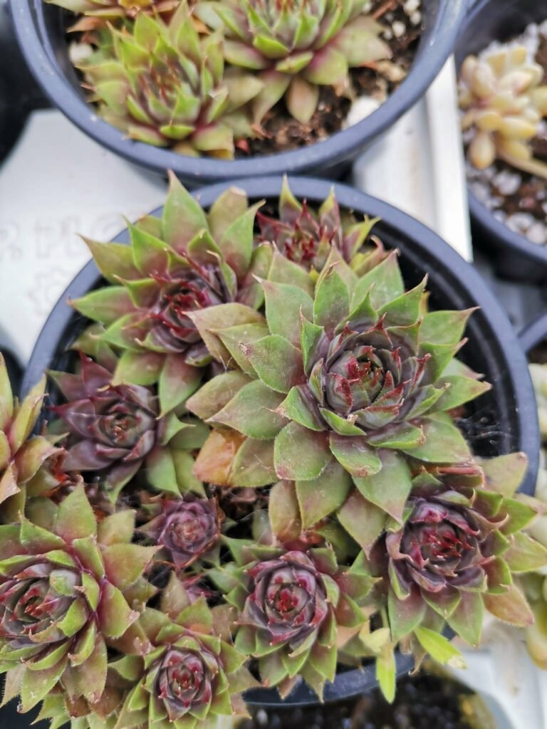 Sempervivum Brown