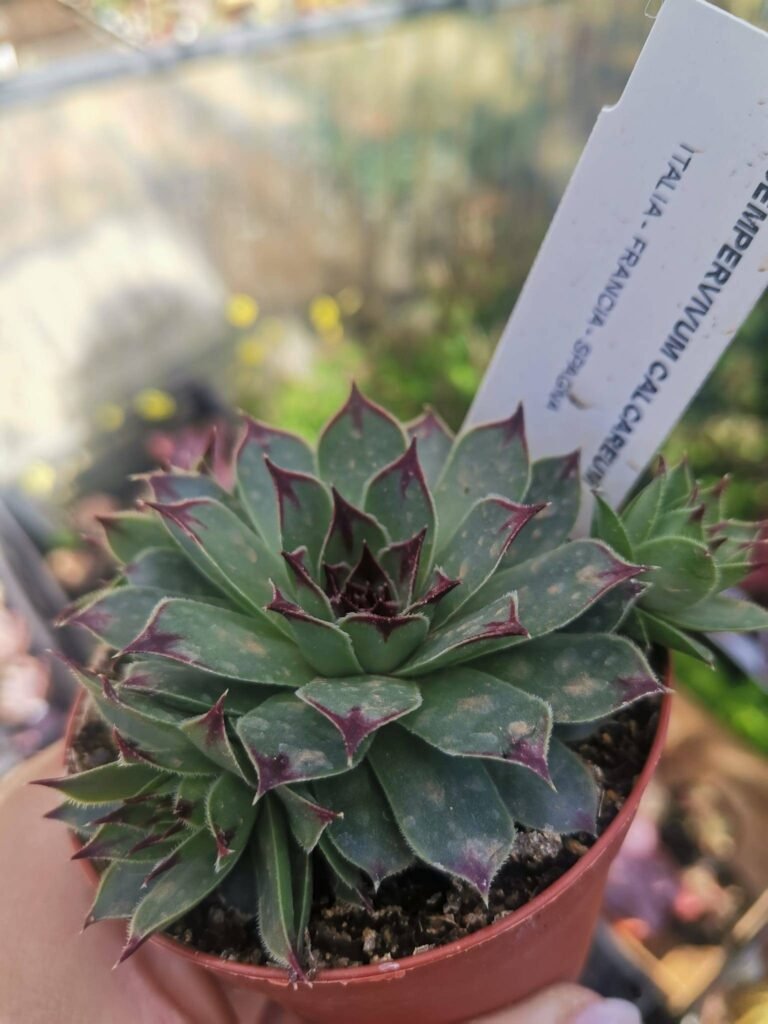 Sempervivum Calcareum