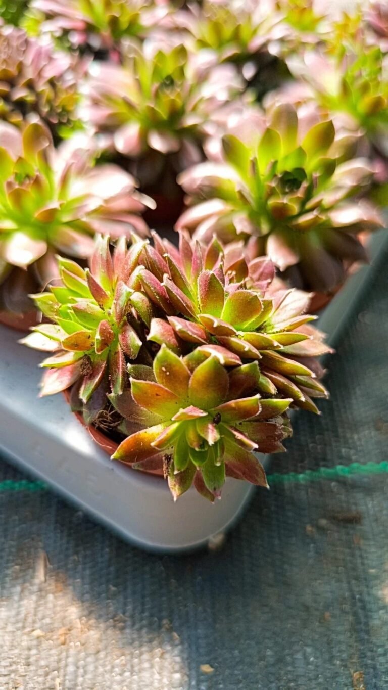 Sempervivum copernicia
