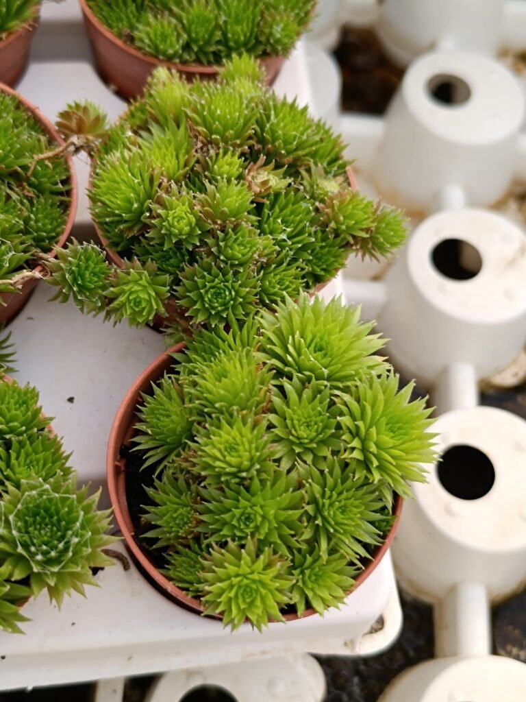 Sempervivum lime green