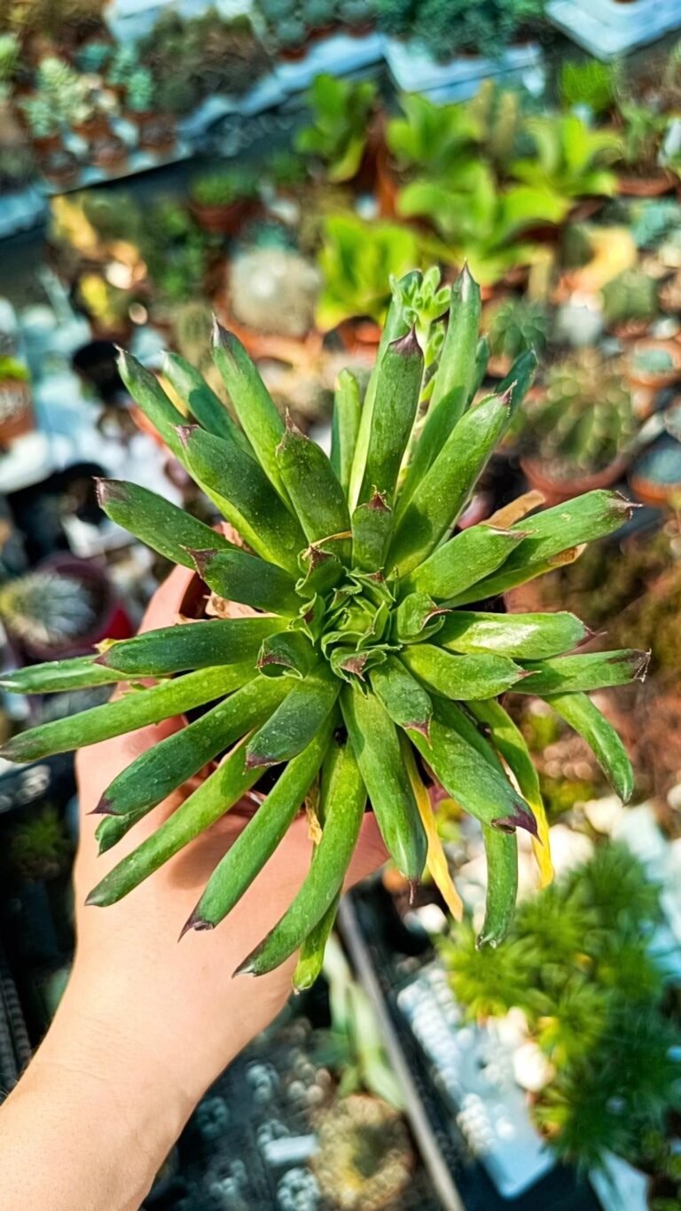 Sempervivum Oddity