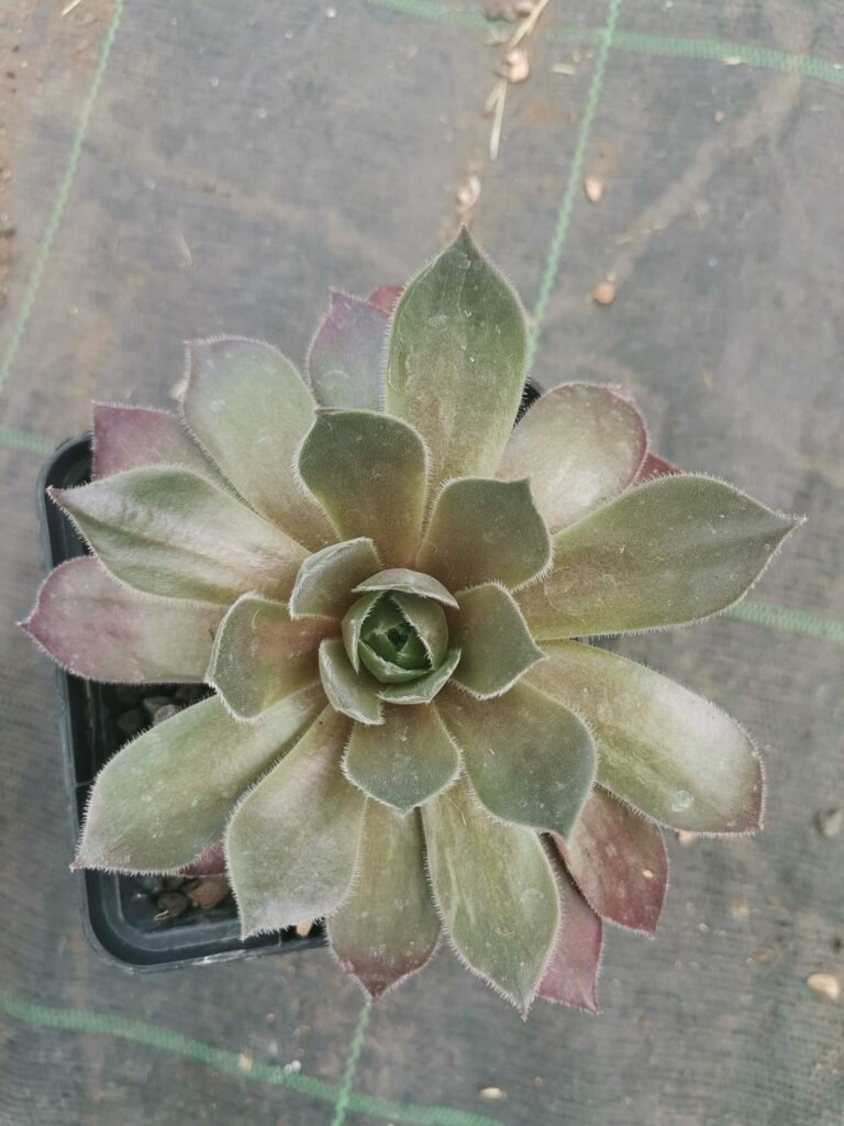 Sempervivum Packardian