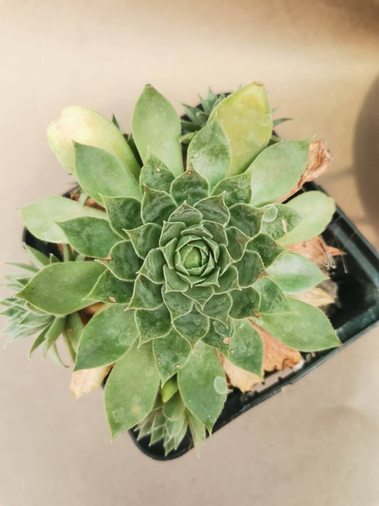 Sempervivum Rotkopf