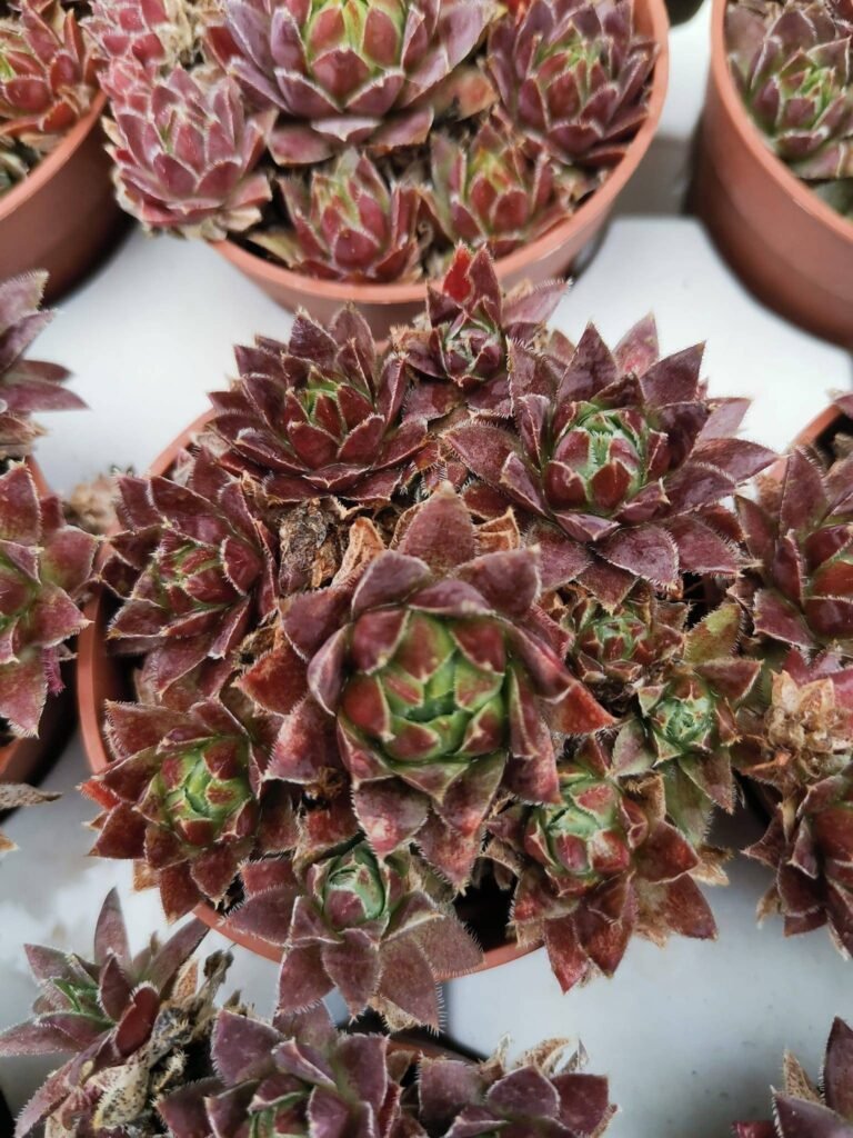Sempervivum sp