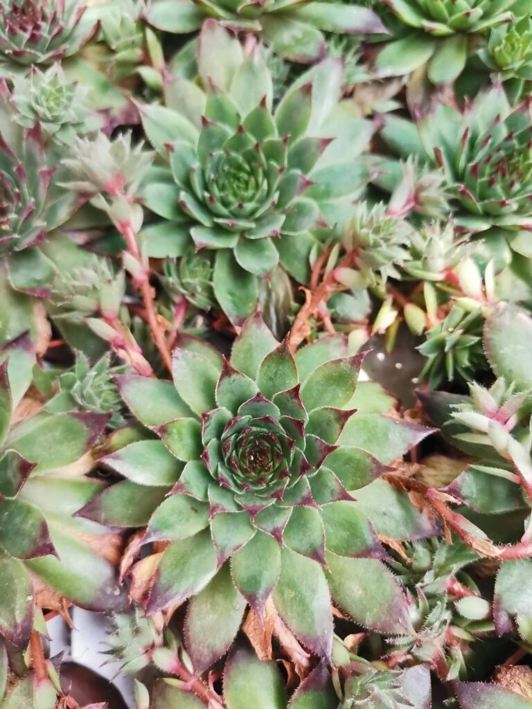 Sempervivum Tectorum
