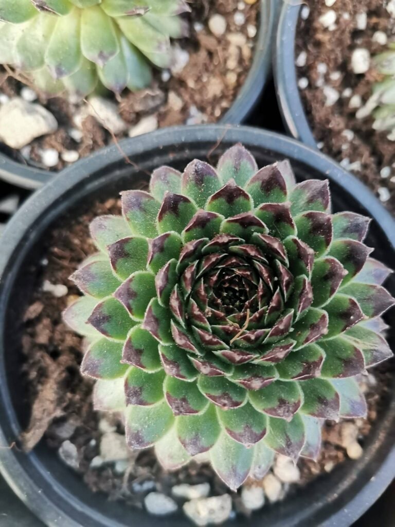 Sempervivum Tectorum Royanum
