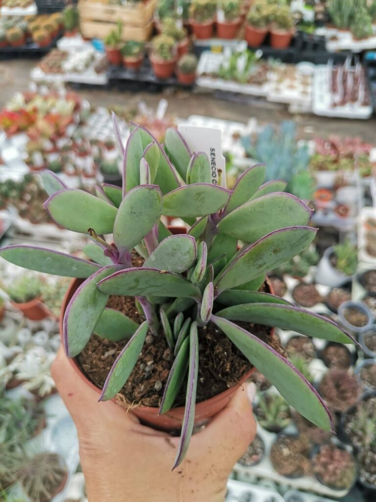 Senecio Crassissimus