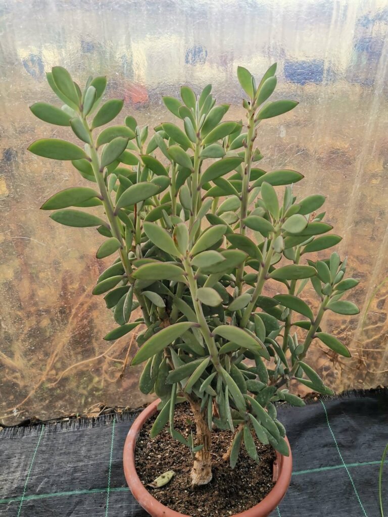Senecio Crassissimus formato Big XXL