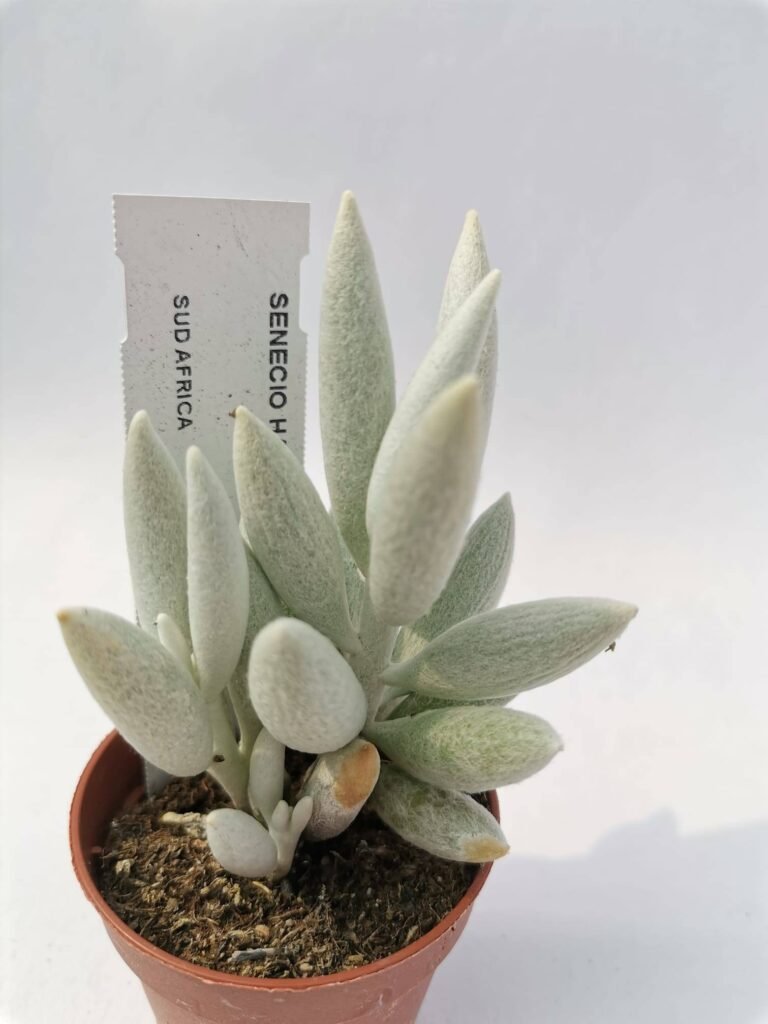 Senecio Haworthii
