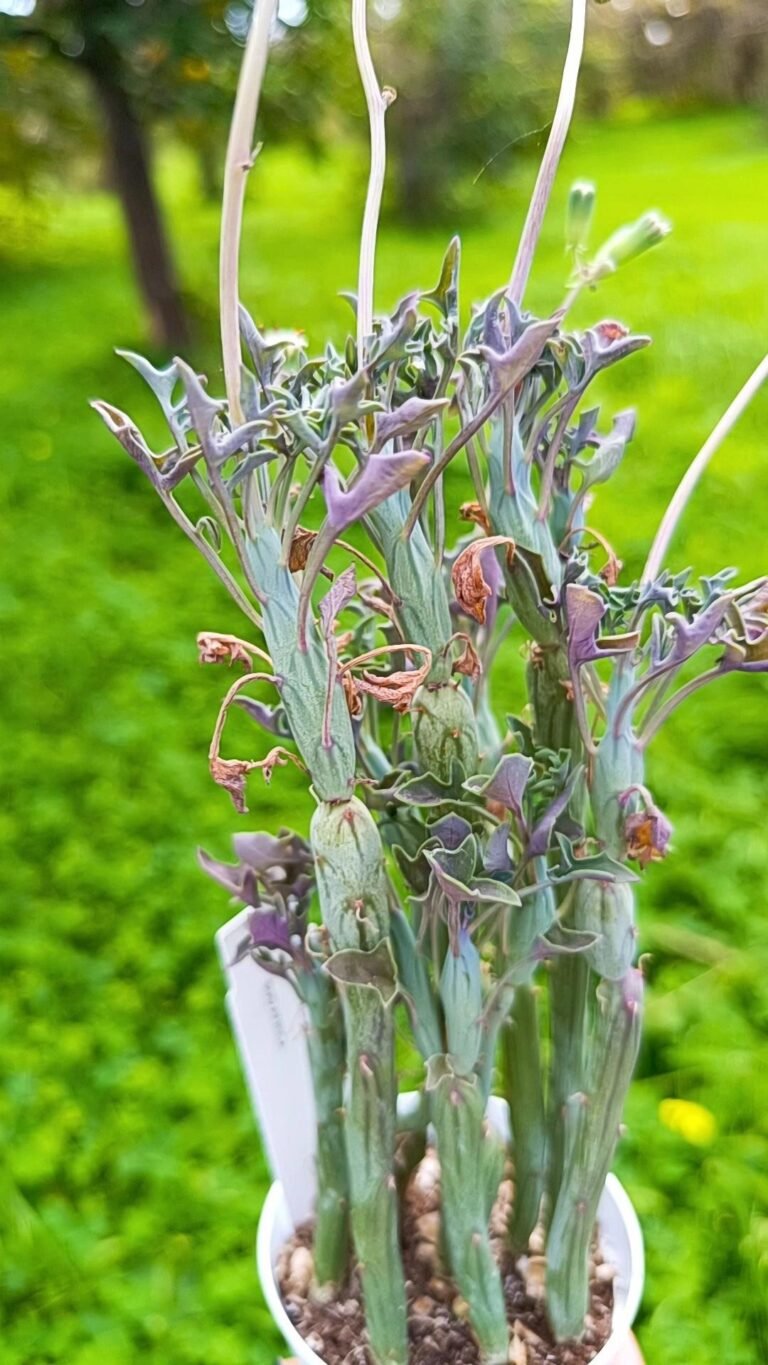 Senecio Articulatus