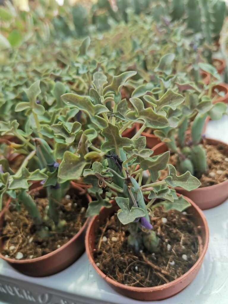 Senecio Articulatus
