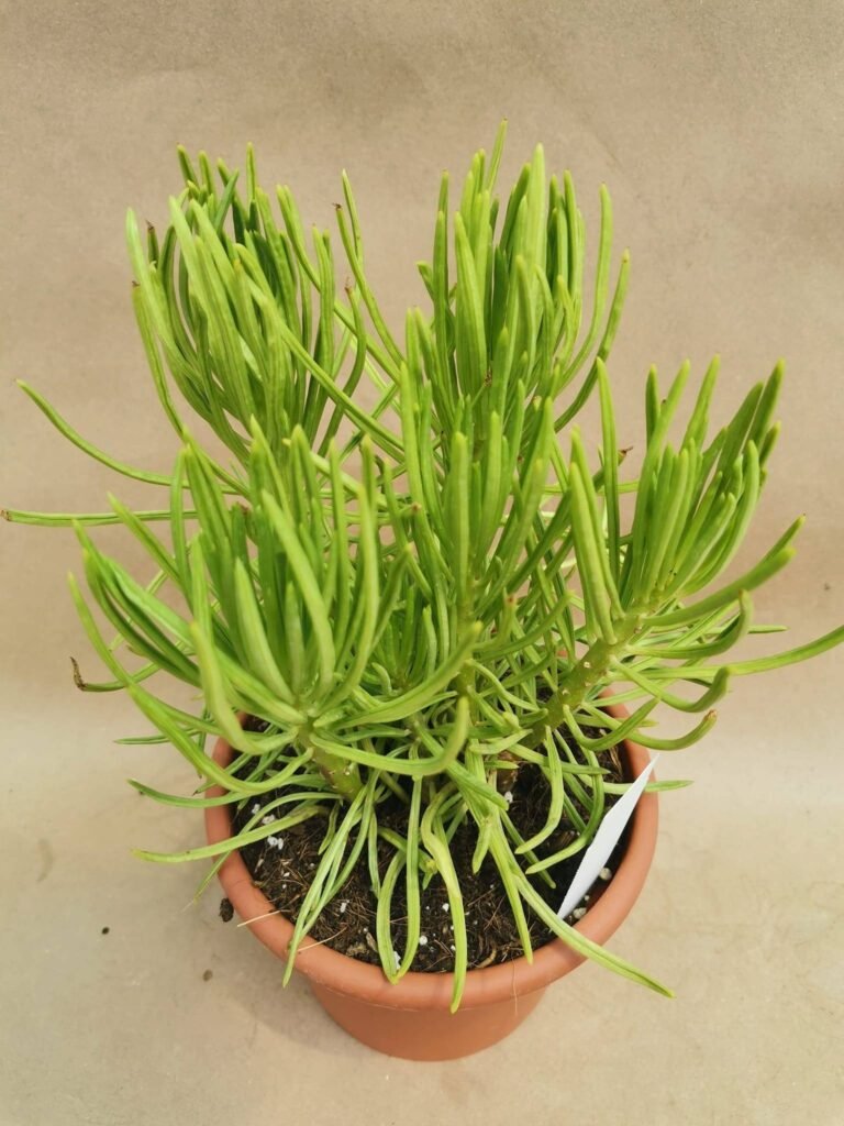 Senecio Barbetonicus Himalaya