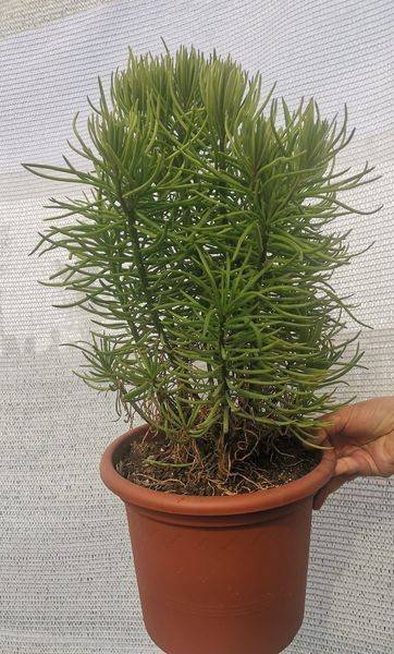 Senecio Barbetonicus Himalaya Big