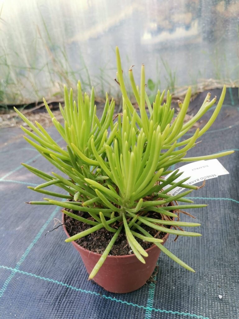 Senecio Barbetonicus Himalaya
