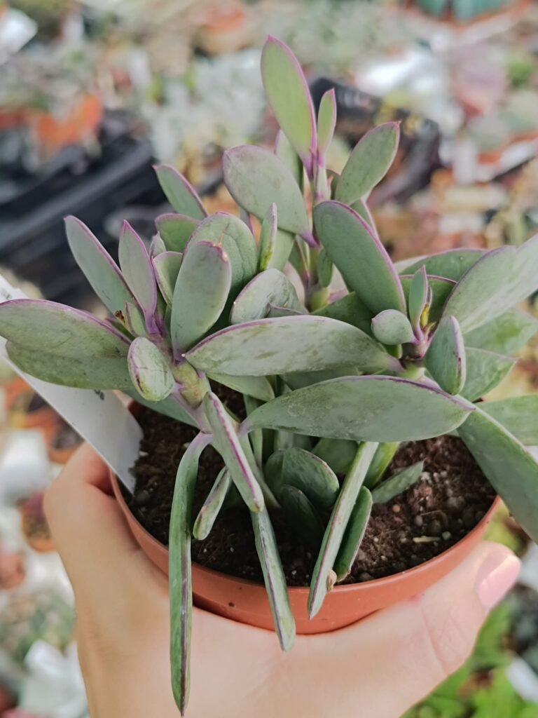 Senecio Crassissimus