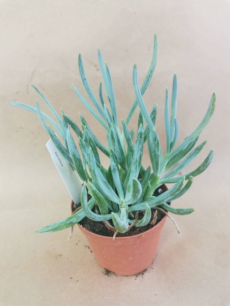 Senecio Ficoides
