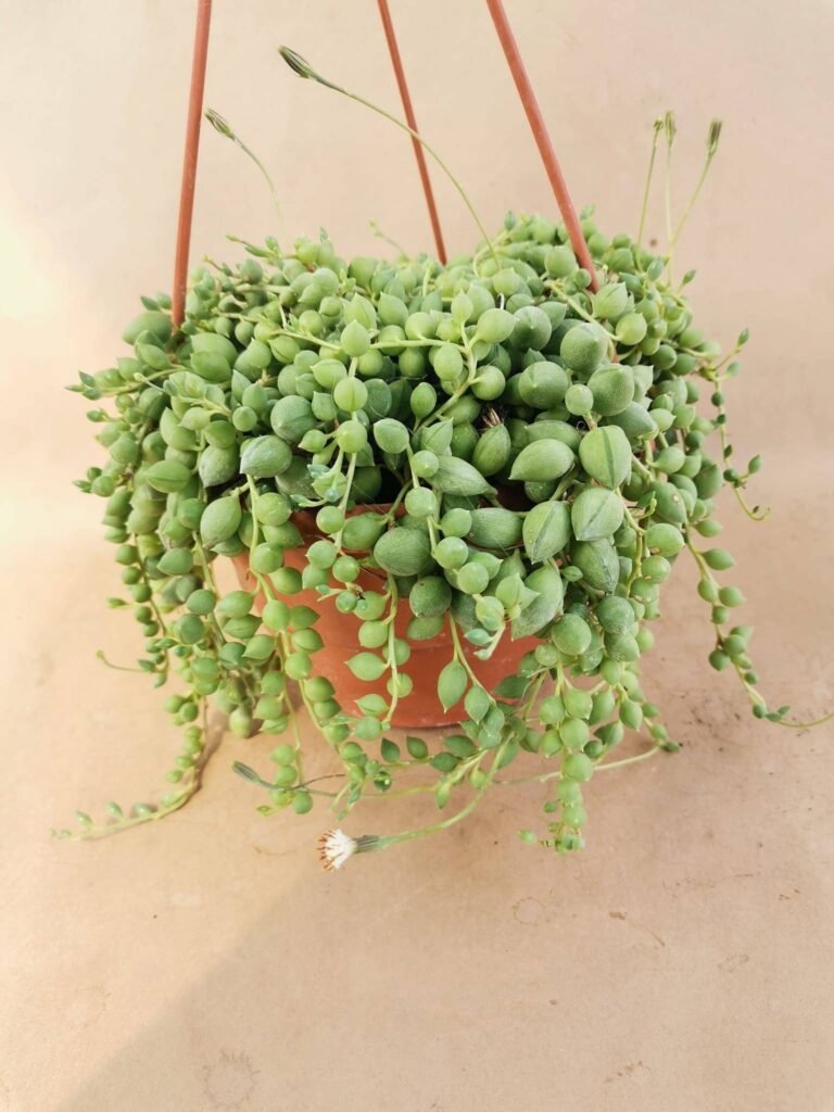 Senecio Herreianus