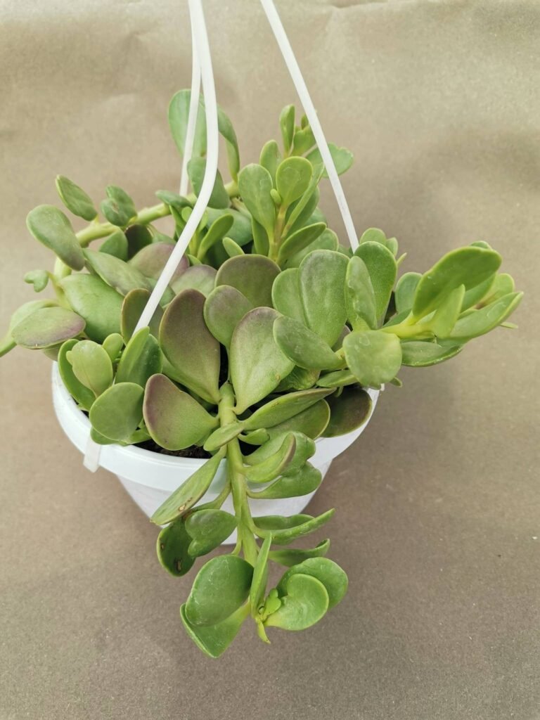 Senecio Jacobsenii