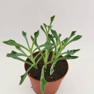 Senecio Kleiniiformis