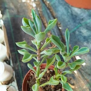 Senecio Kleiniiformis